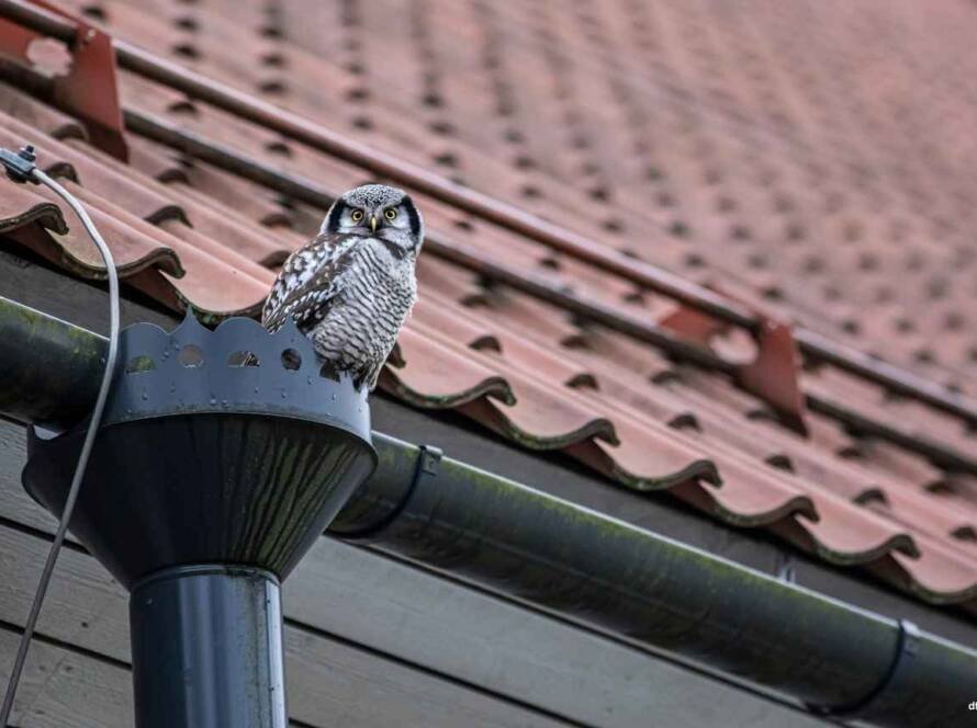 How Gutter Installation Cost Impacts Your Home’s Value in DFW